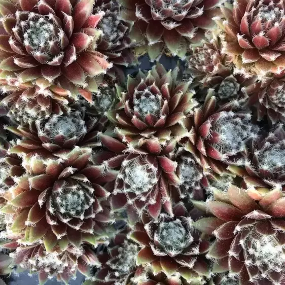 Sempervivum Chick Charms 'Cosmic Candy' 10.5cm - image 2