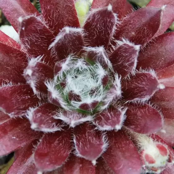 Sempervivum Chick Charms 'Cosmic Candy' - image 1