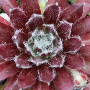 Sempervivum Chick Charms 'Cosmic Candy' - image 1