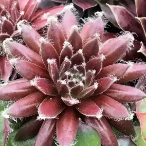 Sempervivum Chick Charms 'Cosmic Candy' 10.5cm - image 3