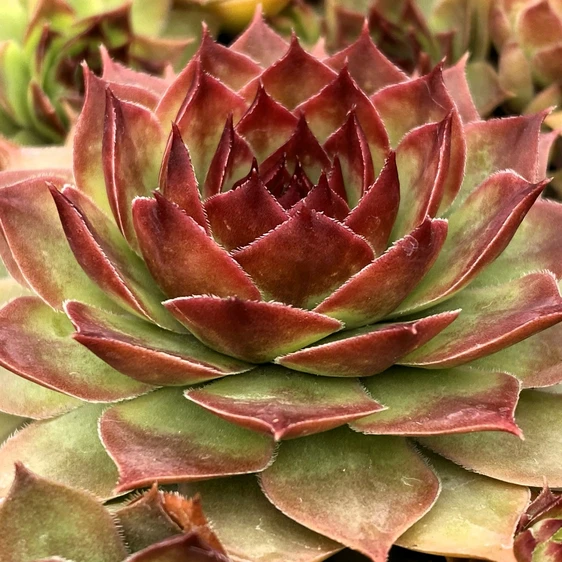 Picture Credit - Plantipp BV®