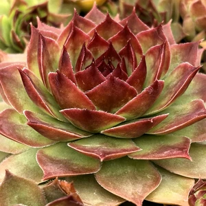 Picture Credit - Plantipp BV®