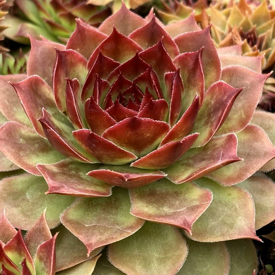Picture Credit - Plantipp BV®