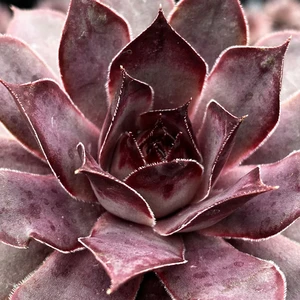 Picture Credit -  Plantipp BV®