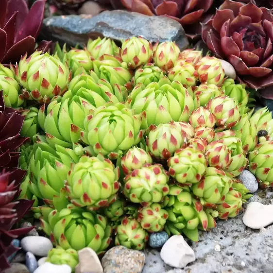 Sempervivum Chick Charms® 'Key Lime Kiss' 9cm - image 4