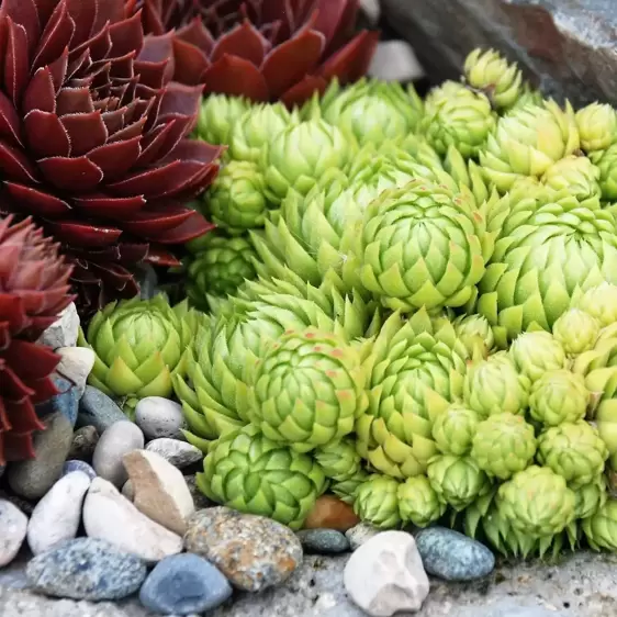 Sempervivum Chick Charms® 'Key Lime Kiss' 9cm - image 5