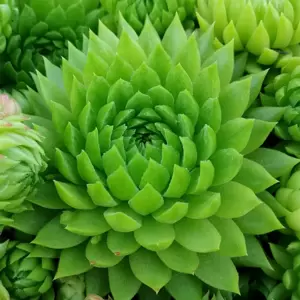 Sempervivum Chick Charms® 'Key Lime Kiss' 9cm - image 1