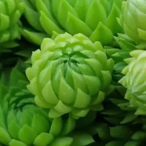 Sempervivum Chick Charms® 'Key Lime Kiss' 9cm - image 2
