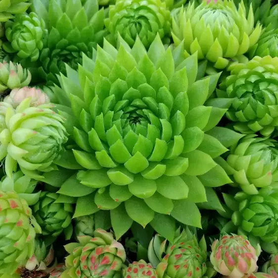 Sempervivum Chick Charms® 'Key Lime Kiss' 9cm - image 3