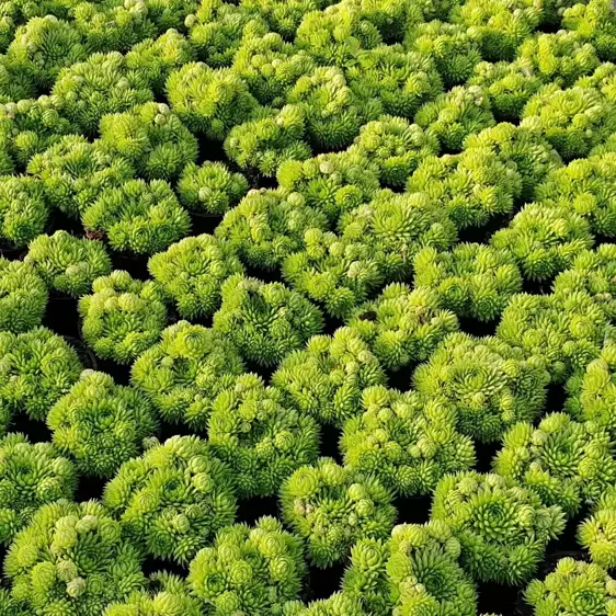 Sempervivum Chick Charms® 'Key Lime Kiss' 9cm - image 6