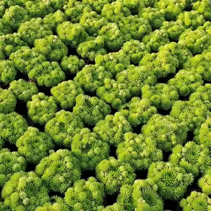 Sempervivum Chick Charms® 'Key Lime Kiss' 9cm - image 6