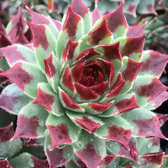 Sempervivum Chick Charms 'Mint Marvel' 9cm - image 3