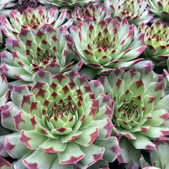 Sempervivum Chick Charms 'Mint Marvel' 9cm - image 4