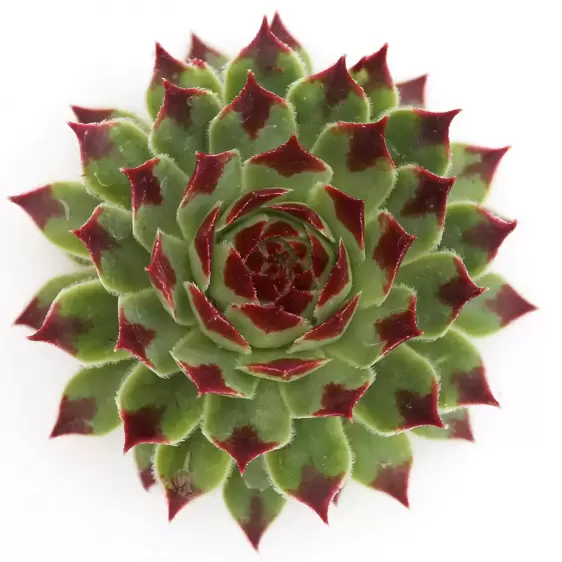 Sempervivum Chick Charms 'Mint Marvel' 9cm - image 1