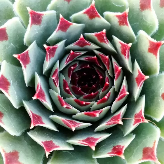 Sempervivum Chick Charms 'Mint Marvel' 9cm - image 2