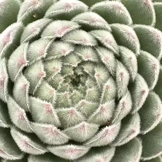 Sempervivum Chick Charms 'Sugar Shimmer' 9cm - image 1