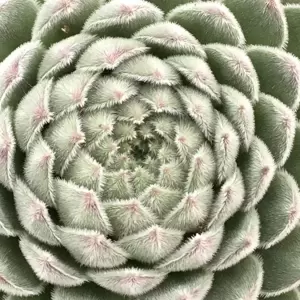 Sempervivum Chick Charms 'Sugar Shimmer' 9cm - image 1