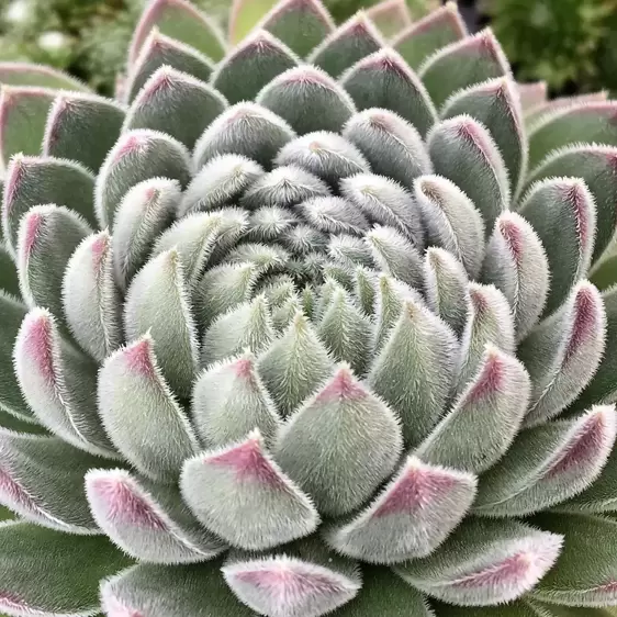 Sempervivum Chick Charms 'Sugar Shimmer' 9cm - image 2