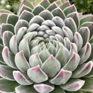 Sempervivum Chick Charms 'Sugar Shimmer' 9cm - image 2