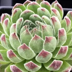 Sempervivum Chick Charms 'Sugar Shimmer' 9cm - image 3