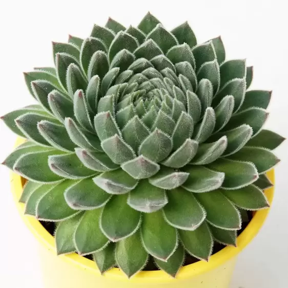 Sempervivum Chick Charms 'Sugar Shimmer' 9cm - image 4