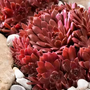 Sempervivum Colorockz® 'Coral Red' - image 1