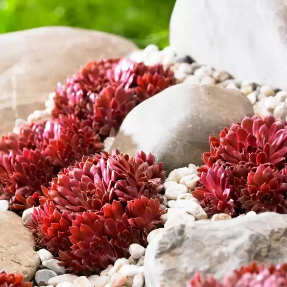 Sempervivum Colorockz® 'Coral Red' - image 2