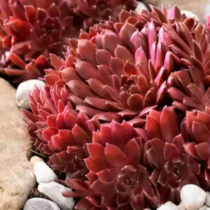 Sempervivum Colorockz 'Coral Red' - image 1
