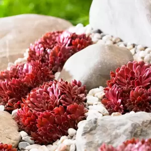 Sempervivum Colorockz 'Coral Red' - image 2