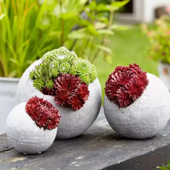 Sempervivum Colorockz 'Coral Red' - image 3