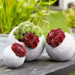 Sempervivum Colorockz 'Coral Red' - image 3