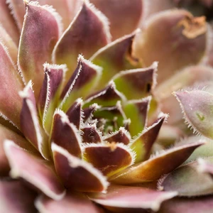 Sempervivum 'Commander Hay'
