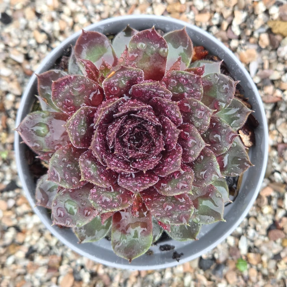 Sempervivum 'Lacerta'