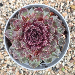 Sempervivum 'Lacerta'