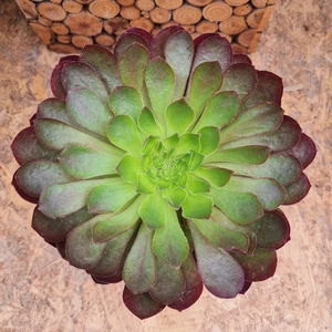 x Semponium 'Sienna' 19cm - image 1