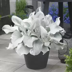 Senecio 'Angel Wings' 2L