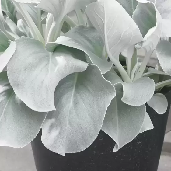 Senecio 'Angel Wings' 3L - image 1