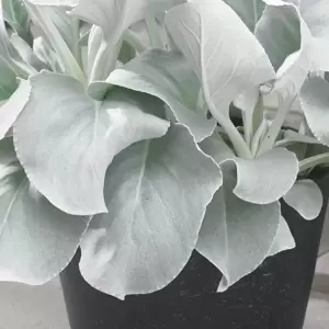 Senecio 'Angel Wings' 3L - image 1