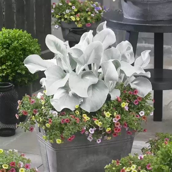 Senecio 'Angel Wings' 3L - image 2