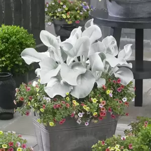 Senecio 'Angel Wings' 3L - image 2