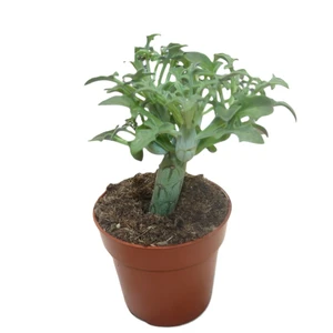 Senecio articulatus