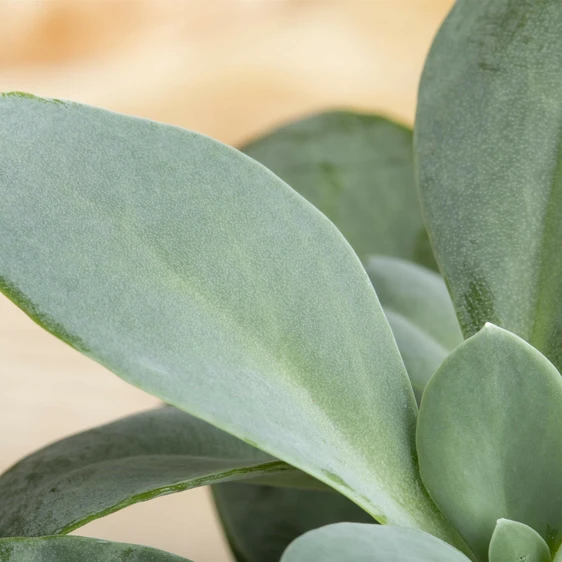 Senecio cephalophorus 6cm - image 2