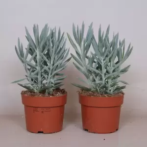 Senecio (Curio) 'Mount Everest' 12cm - image 2