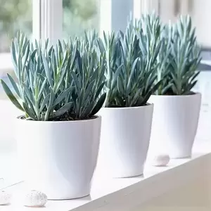 Senecio (Curio) 'Mount Everest' 17cm - image 2