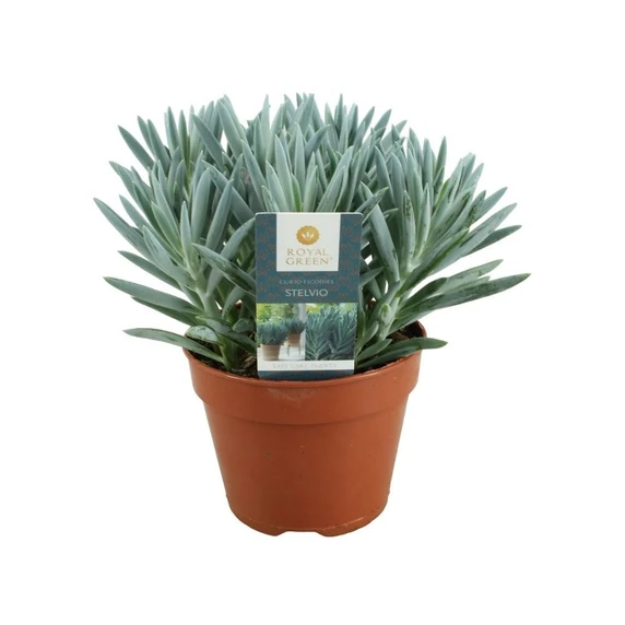 Senecio (Curio) ficoides 'Stelvio' 15cm