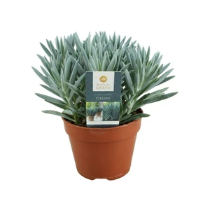 Senecio (Curio) ficoides 'Stelvio' 15cm