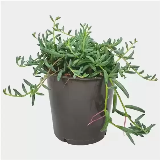 Senecio hallianus