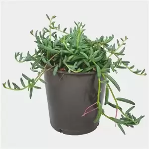 Senecio hallianus