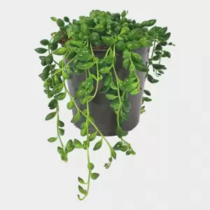 Senecio herreianus - String of Beads 12cm