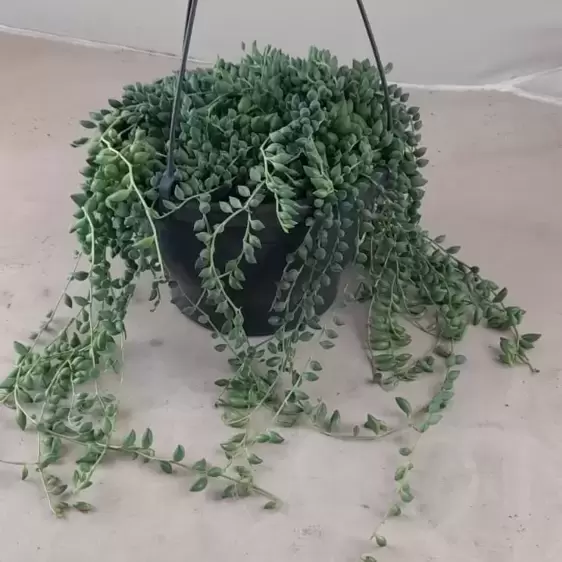 Senecio herreianus - String of Beads 19cm Hanging pot